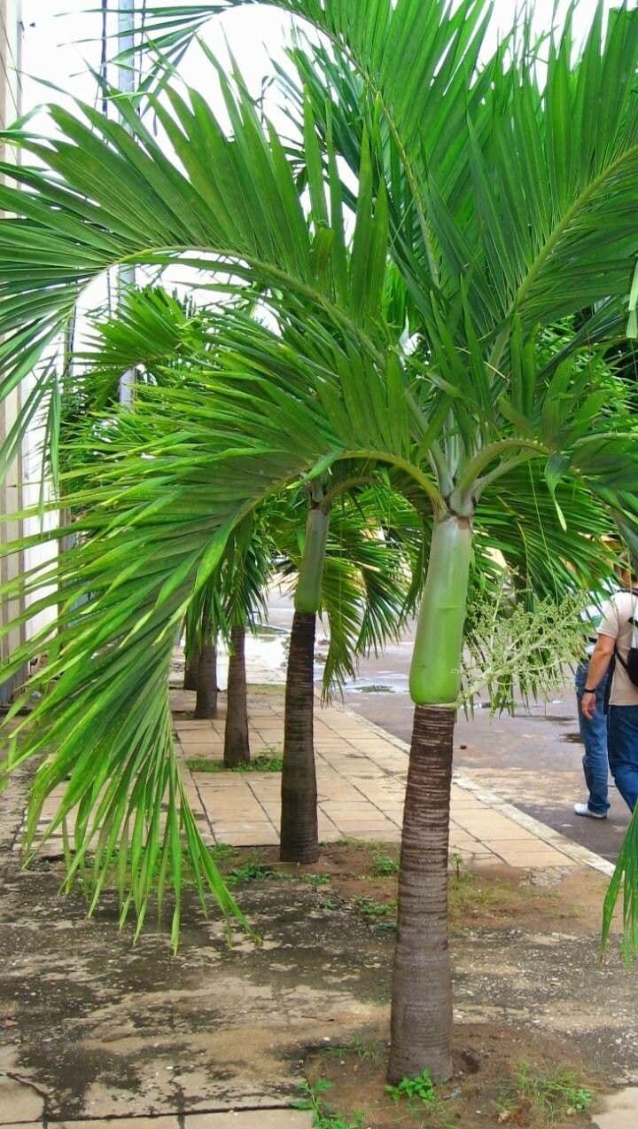 Palma di Natale 15