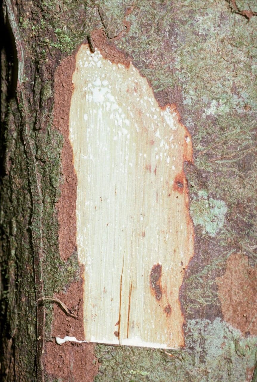 Ecclinusa 6