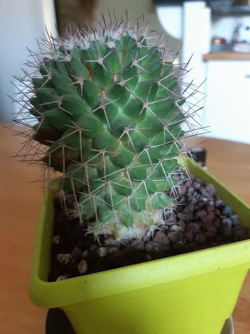 Mammillaria 11