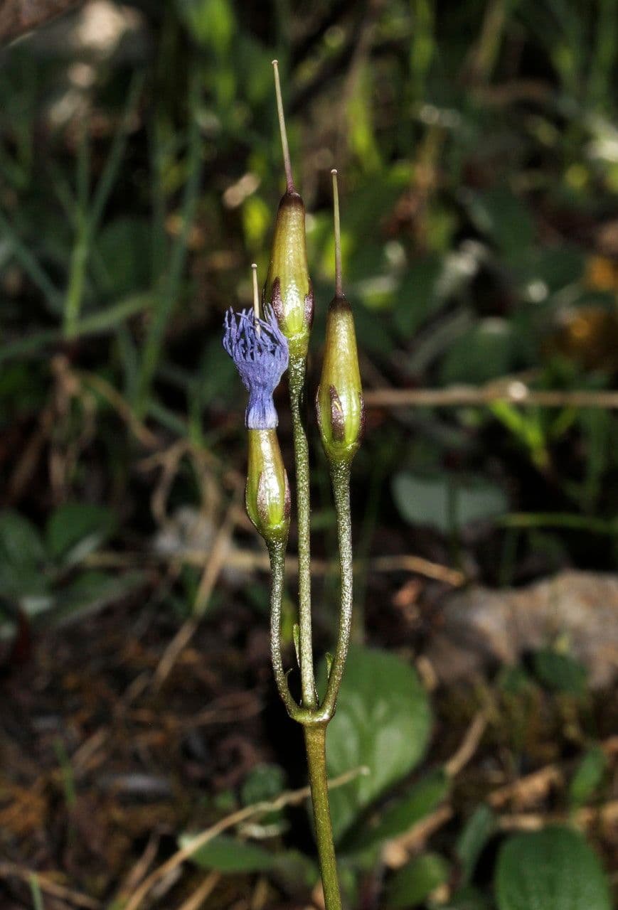Soldanella comune 3
