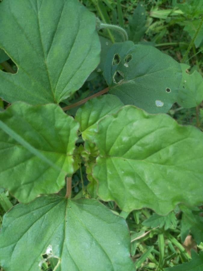 Boerhavia erecta 16