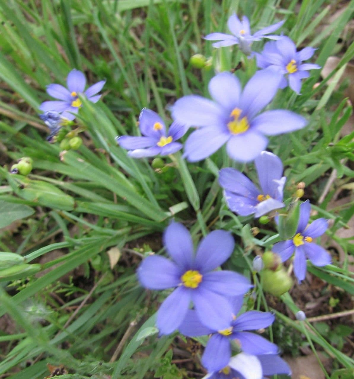 Blaublüten 6