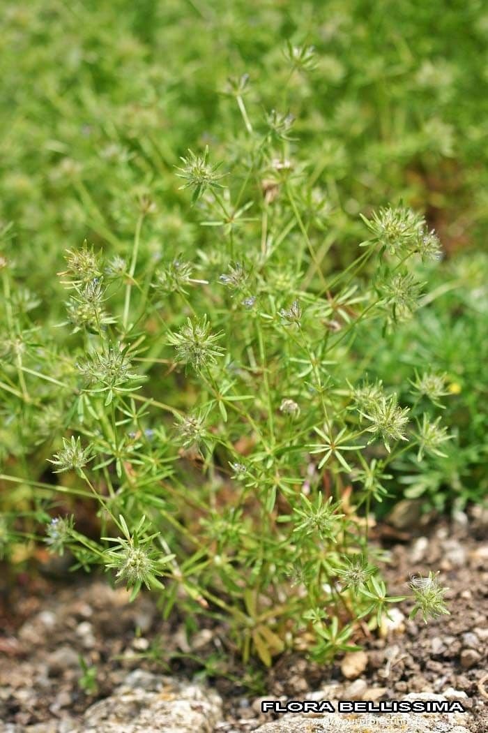 Asperula 9