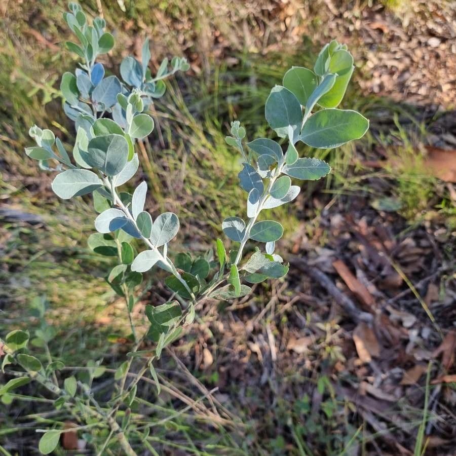 Vatorovka 17