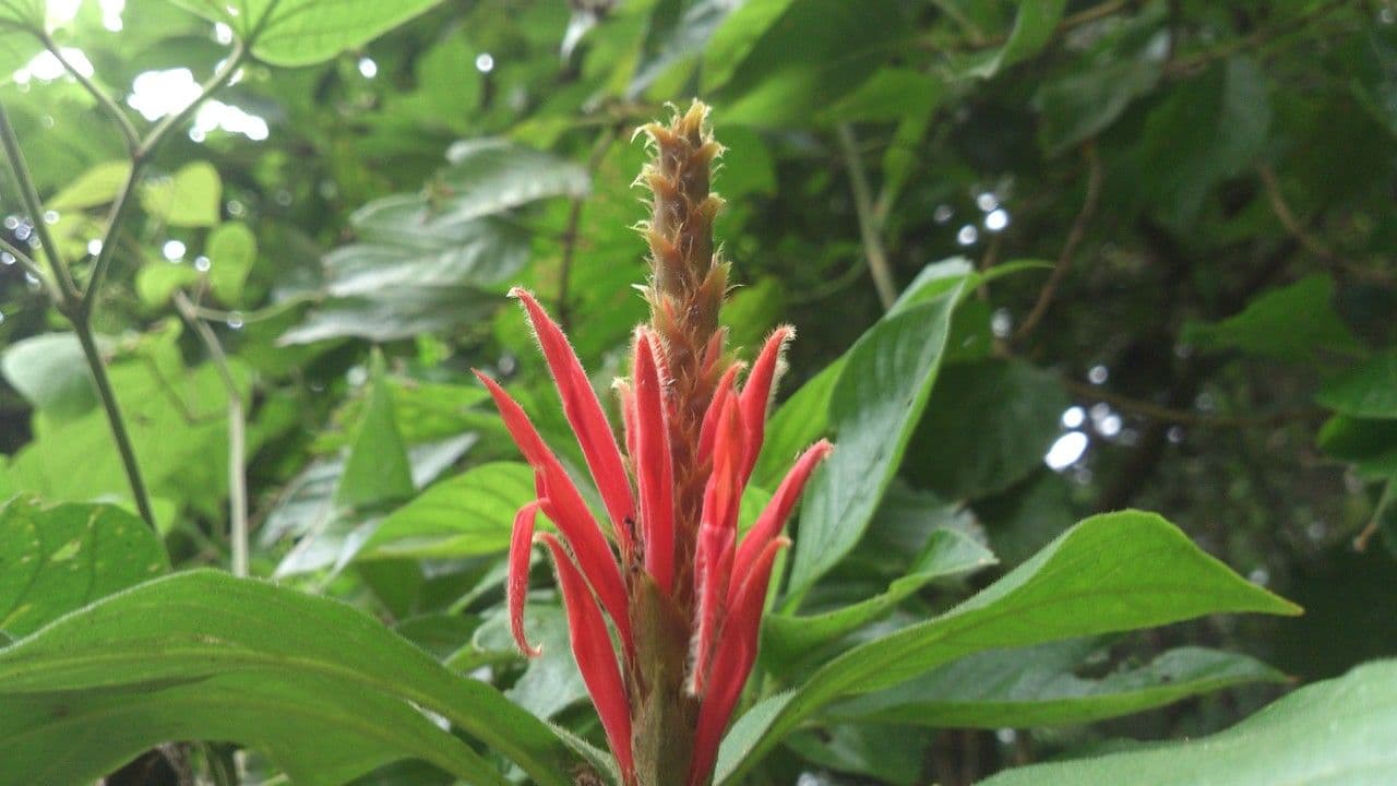 Aphelandra scabra 9