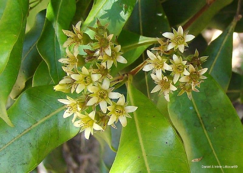 Cloezia floribunda