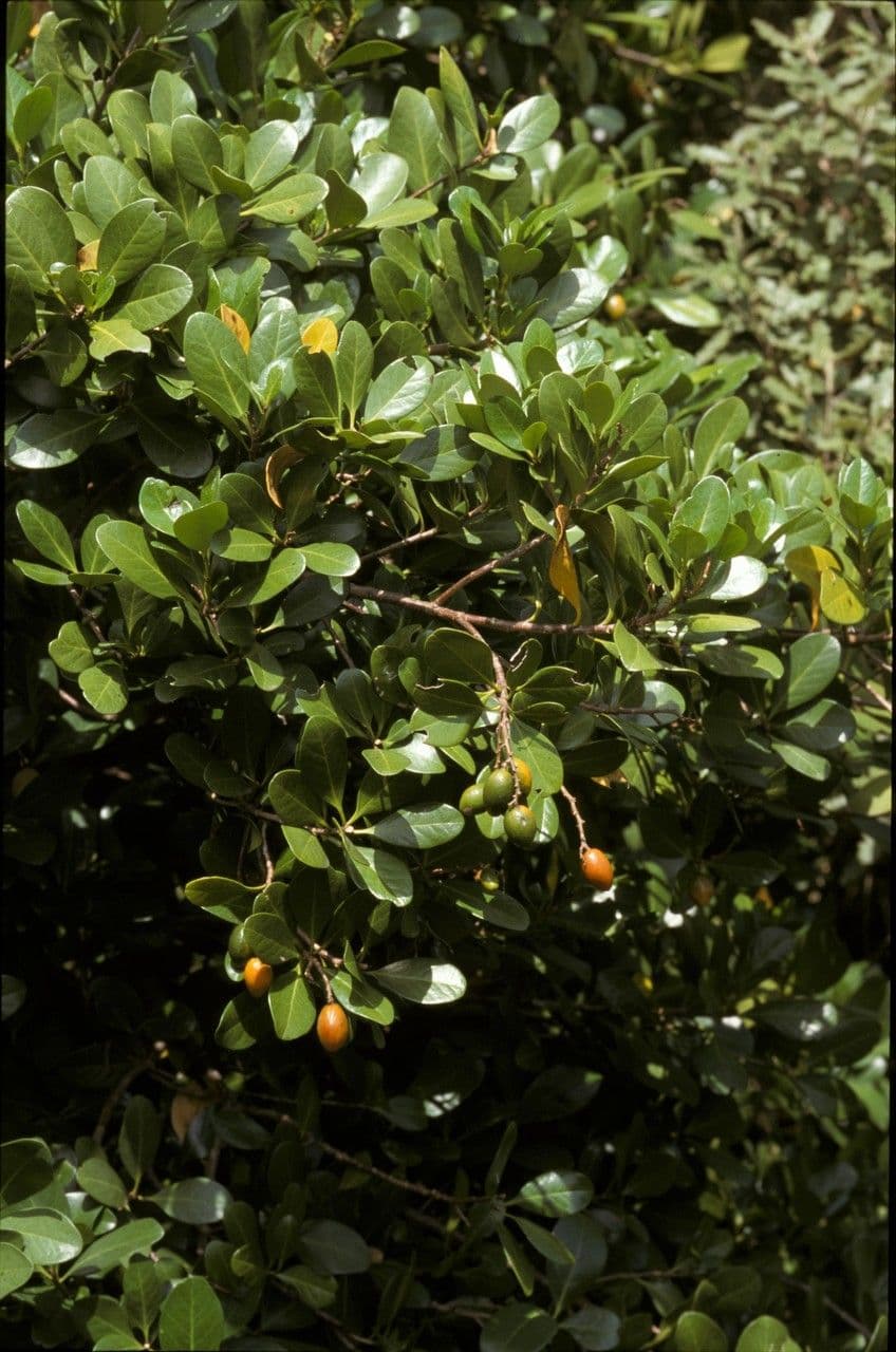 Karapofrucht