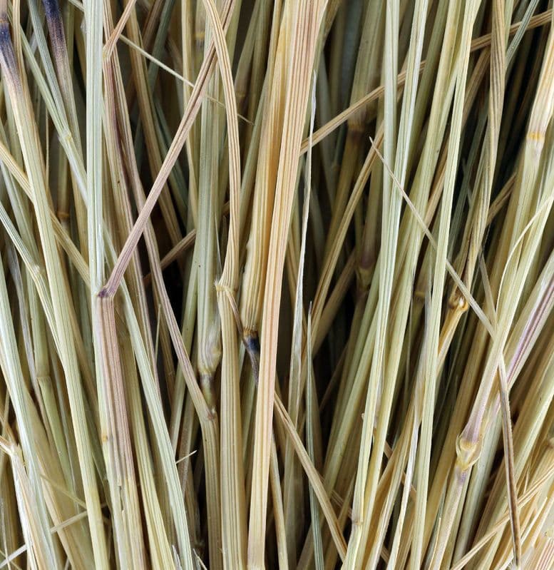 Aristida comune 25
