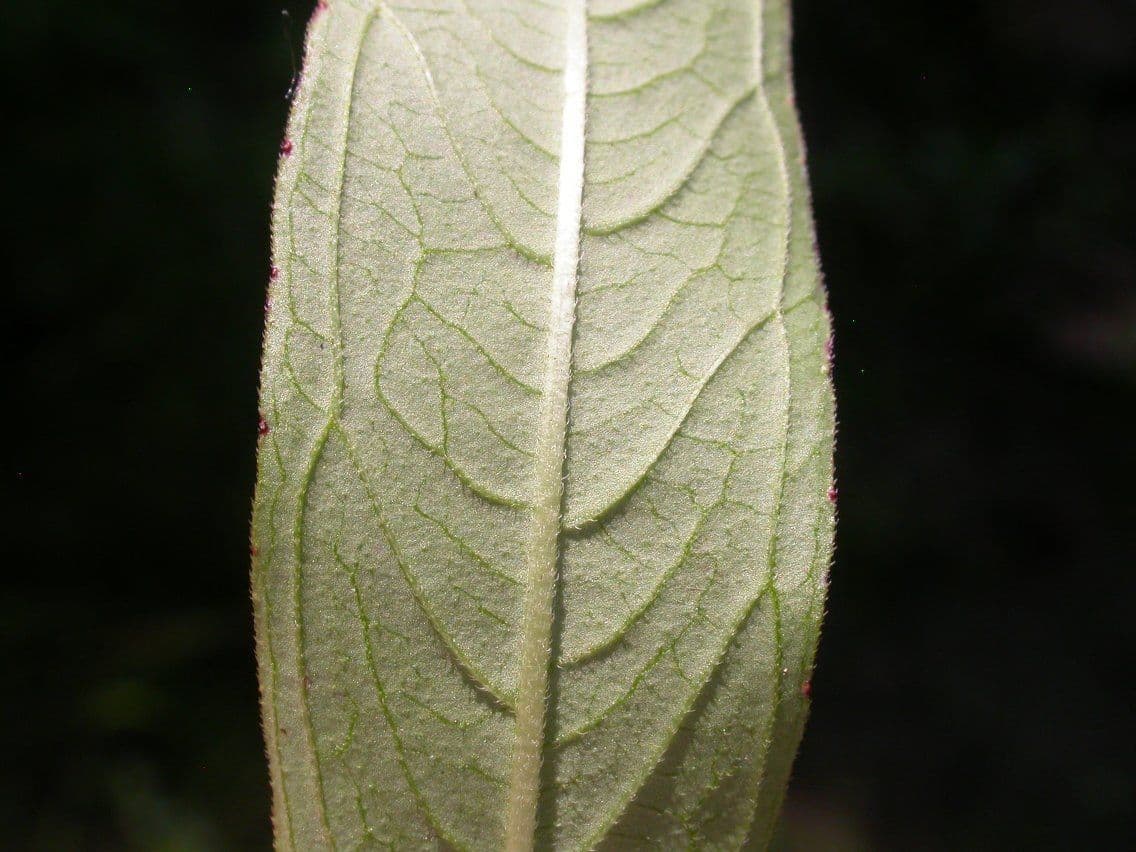 Ludwigia alternifolia 26