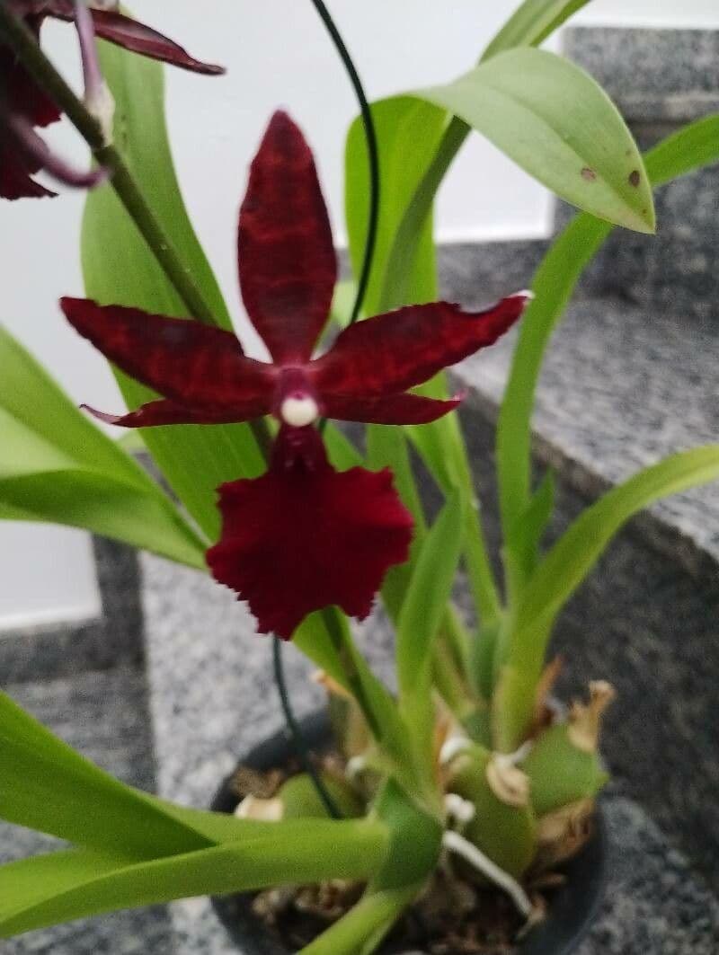 Dendrobium 3