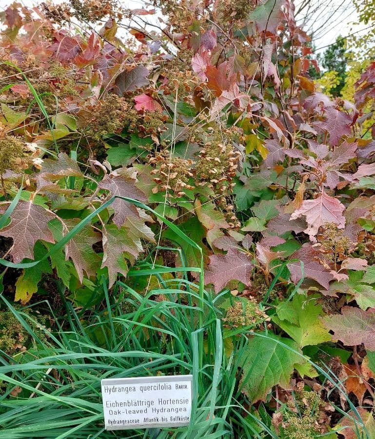 Hortenzie" 30