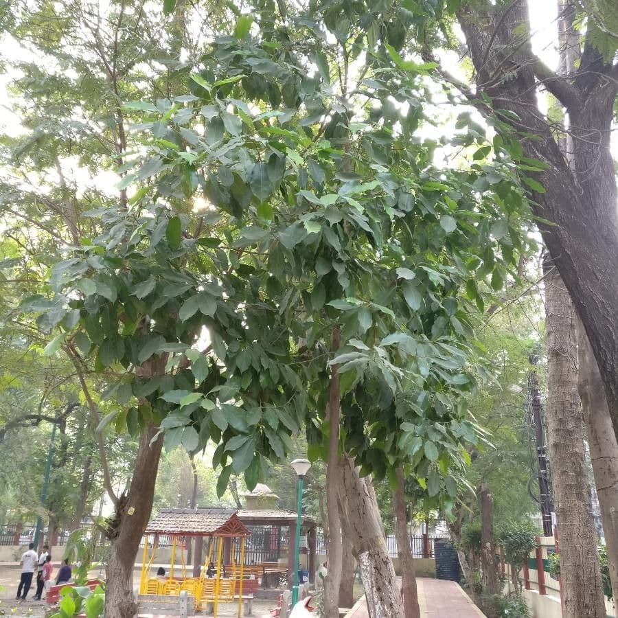 Asoka 3