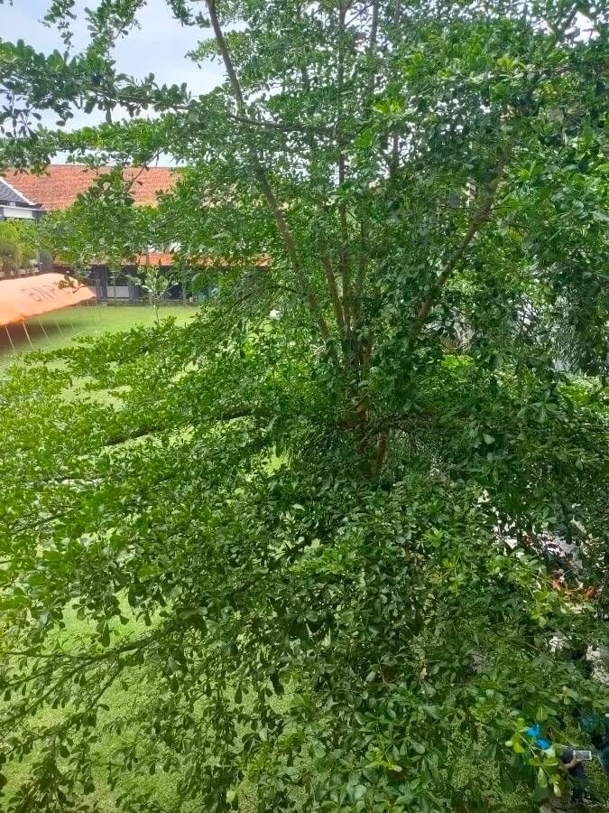 Migdałek Mantaly 15