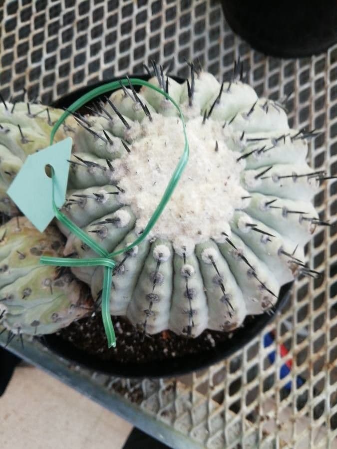 Copiapoa gris 5