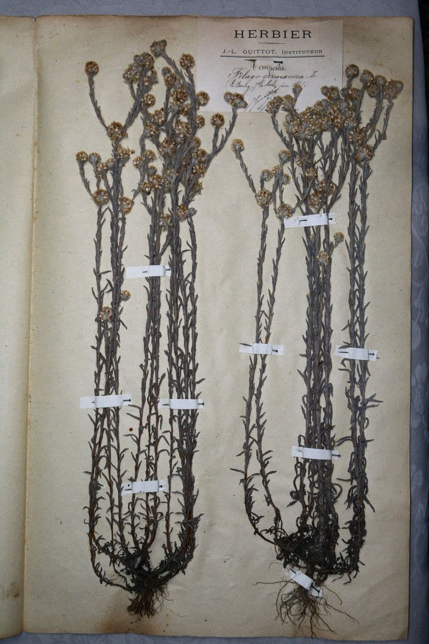 Filago lutea 14