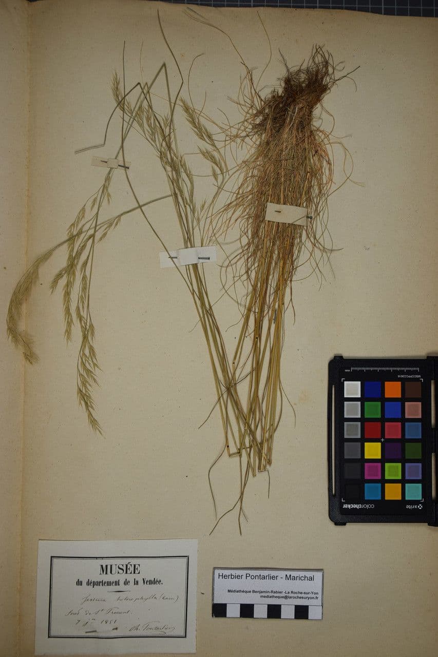 Festuca annerente 5