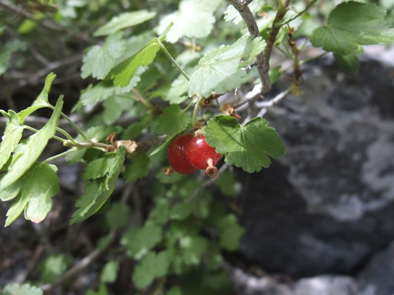 Ribes 3
