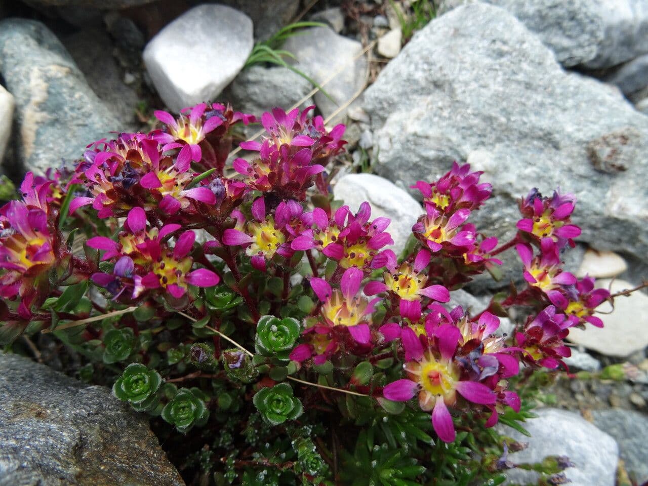Sassifraga biflora 5