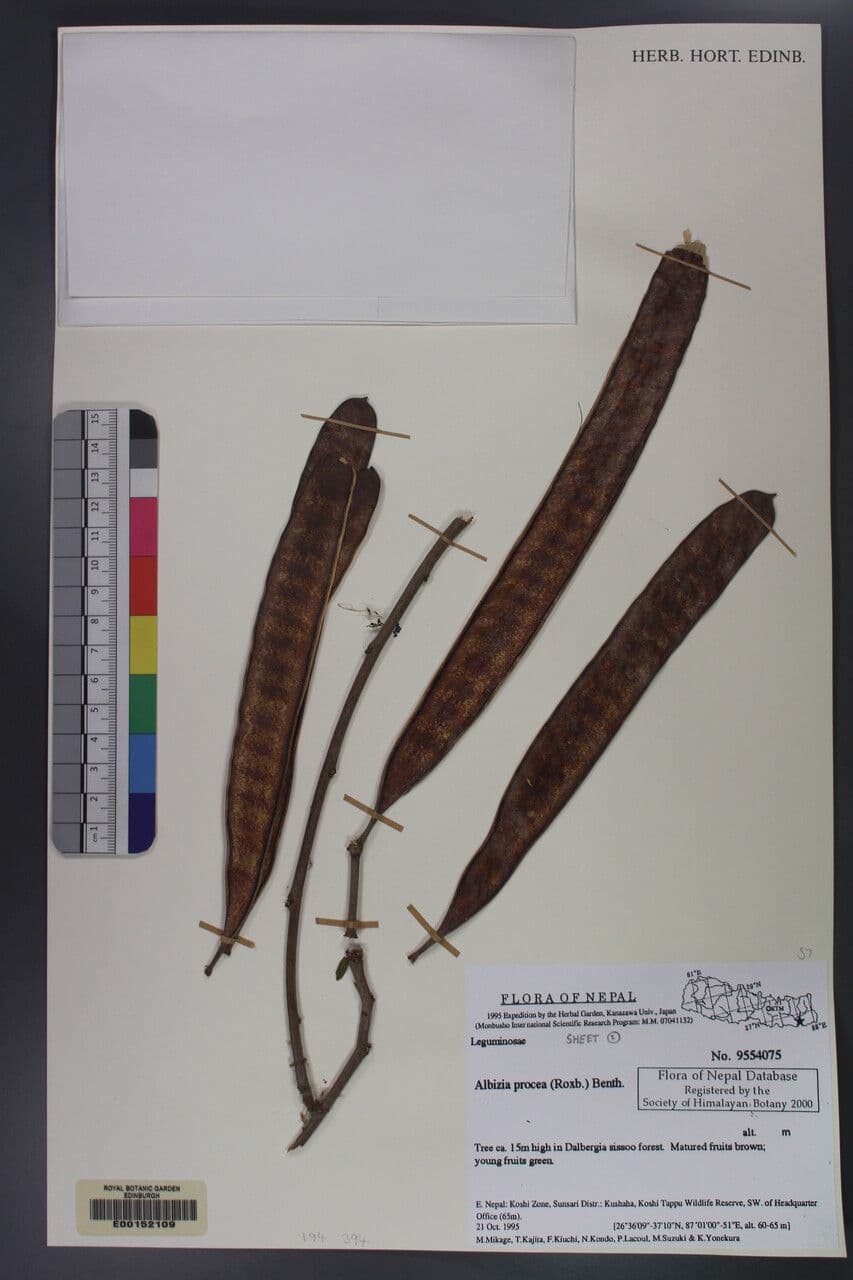 Schneller Seidenbaum 6
