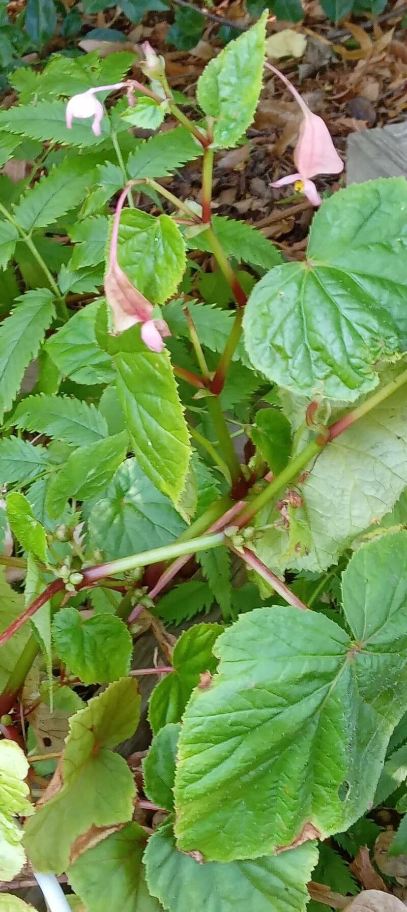 Begonia 14
