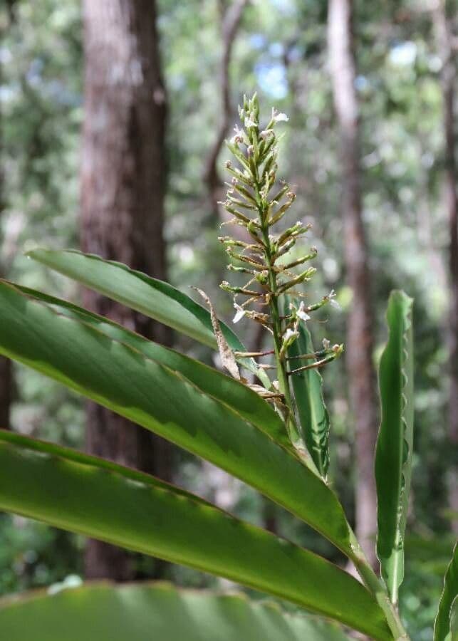 Alpinia blu 6