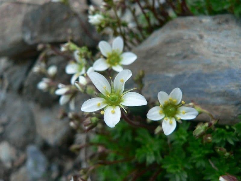 Sassifraga praetermissa 4