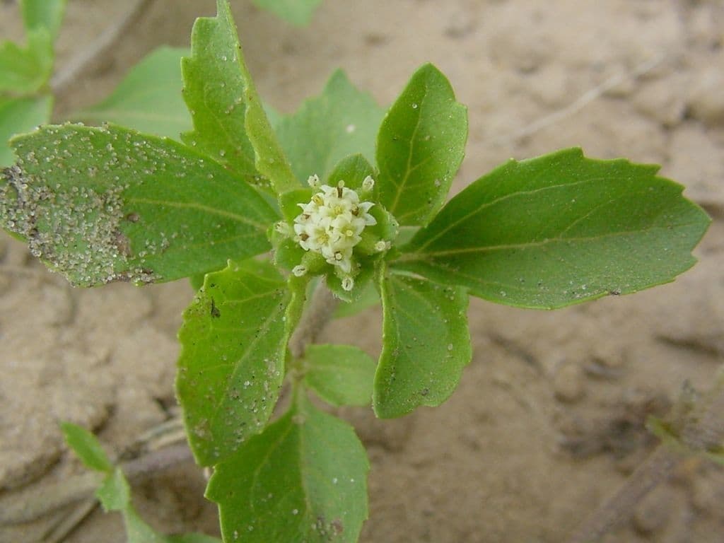 Acanthospermum australe 8