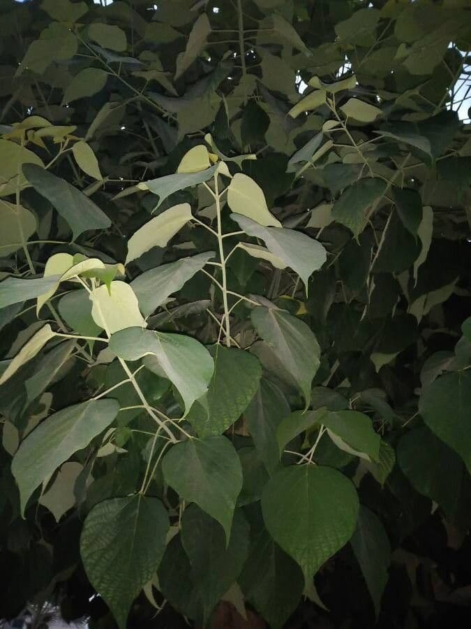 Gmelina arborea 20