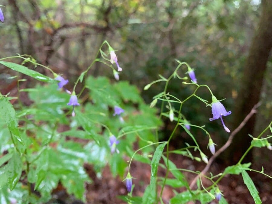 Campanula 2