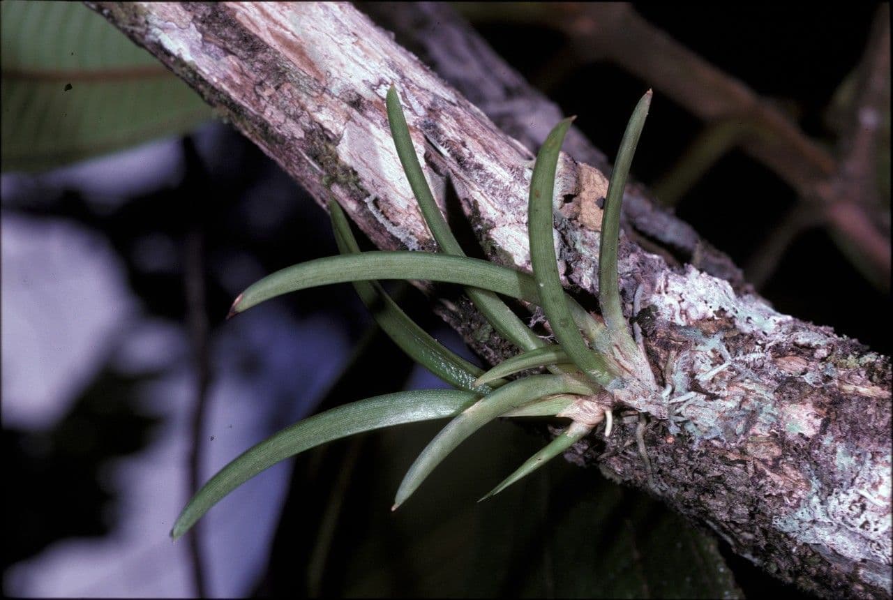 Orchidea corallo 6