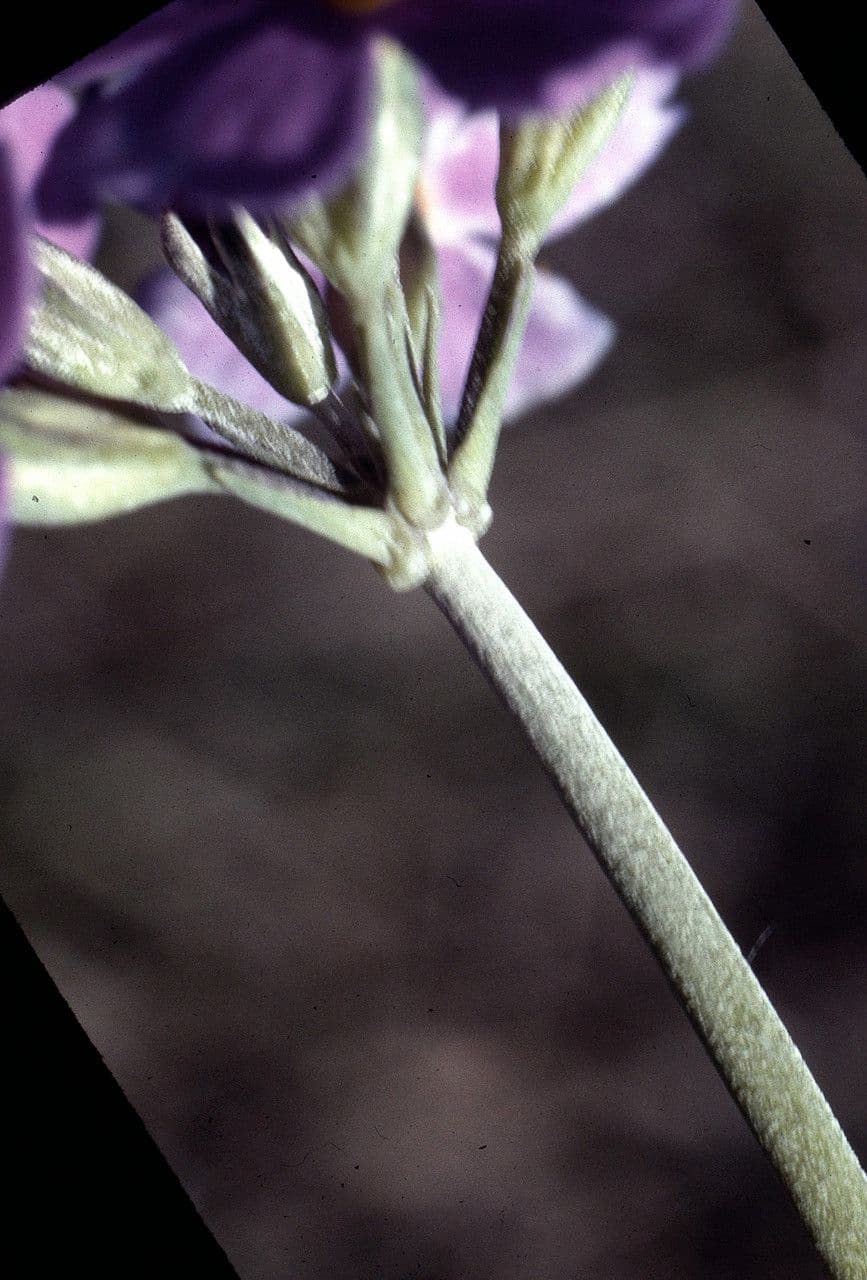 Primula farinosa 21