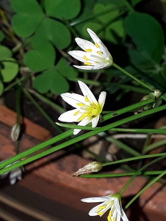 Nothoscordum bivalve 4