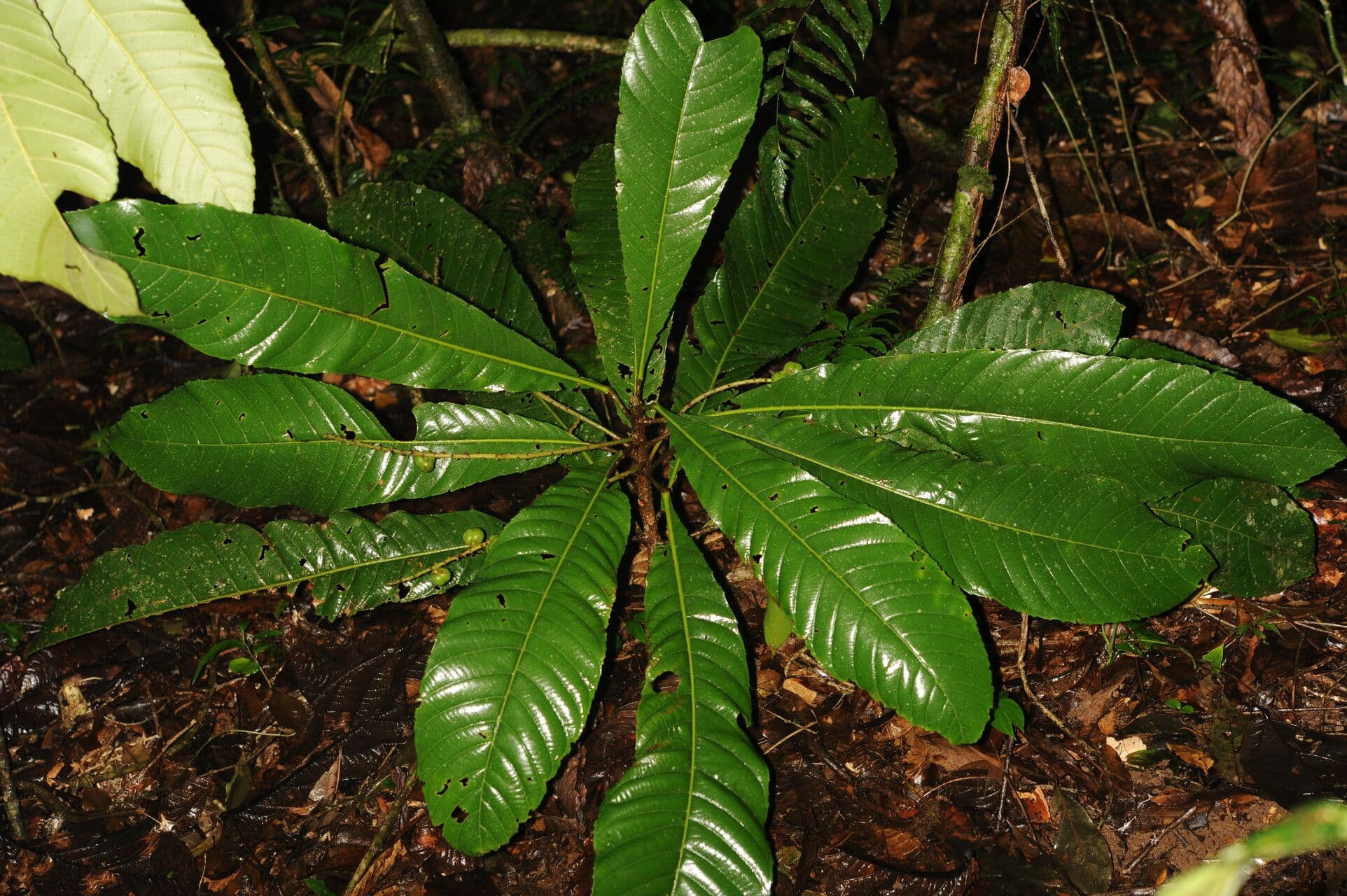 Pausandra 6