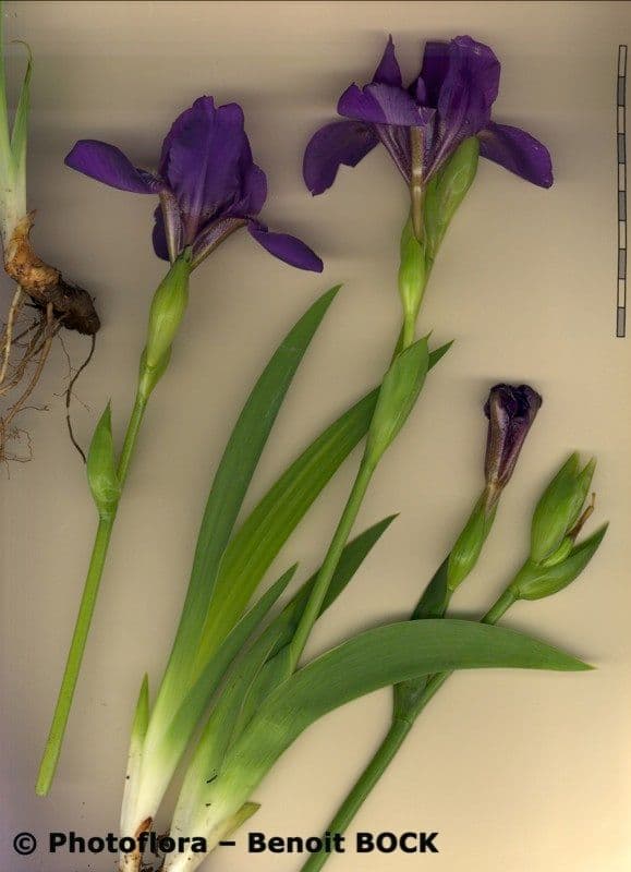 Iris de Perrier 17