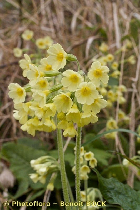 Primula maggiore 26