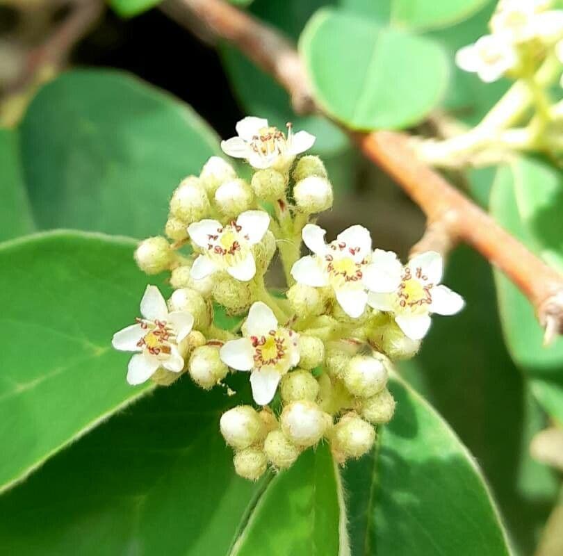 Cotonéaster cotoneaster 7