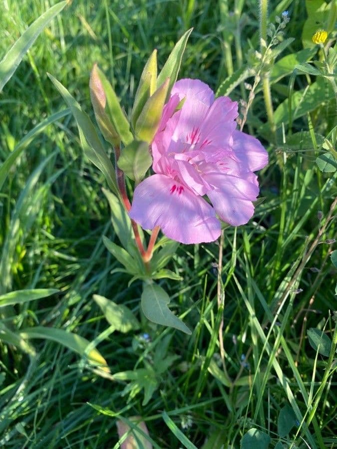 Clarkia amoena 9