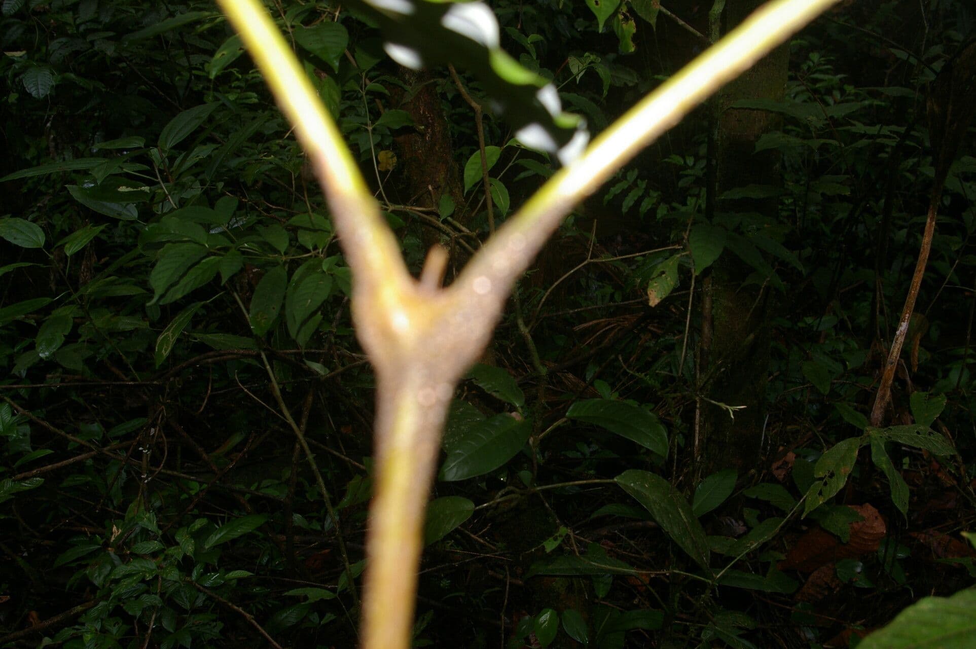 Oreomunnea 10