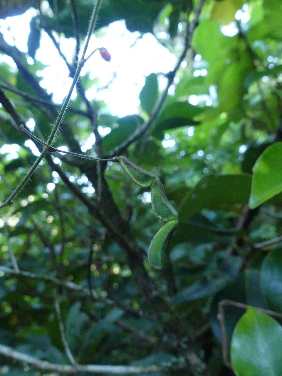 Hylodesmum