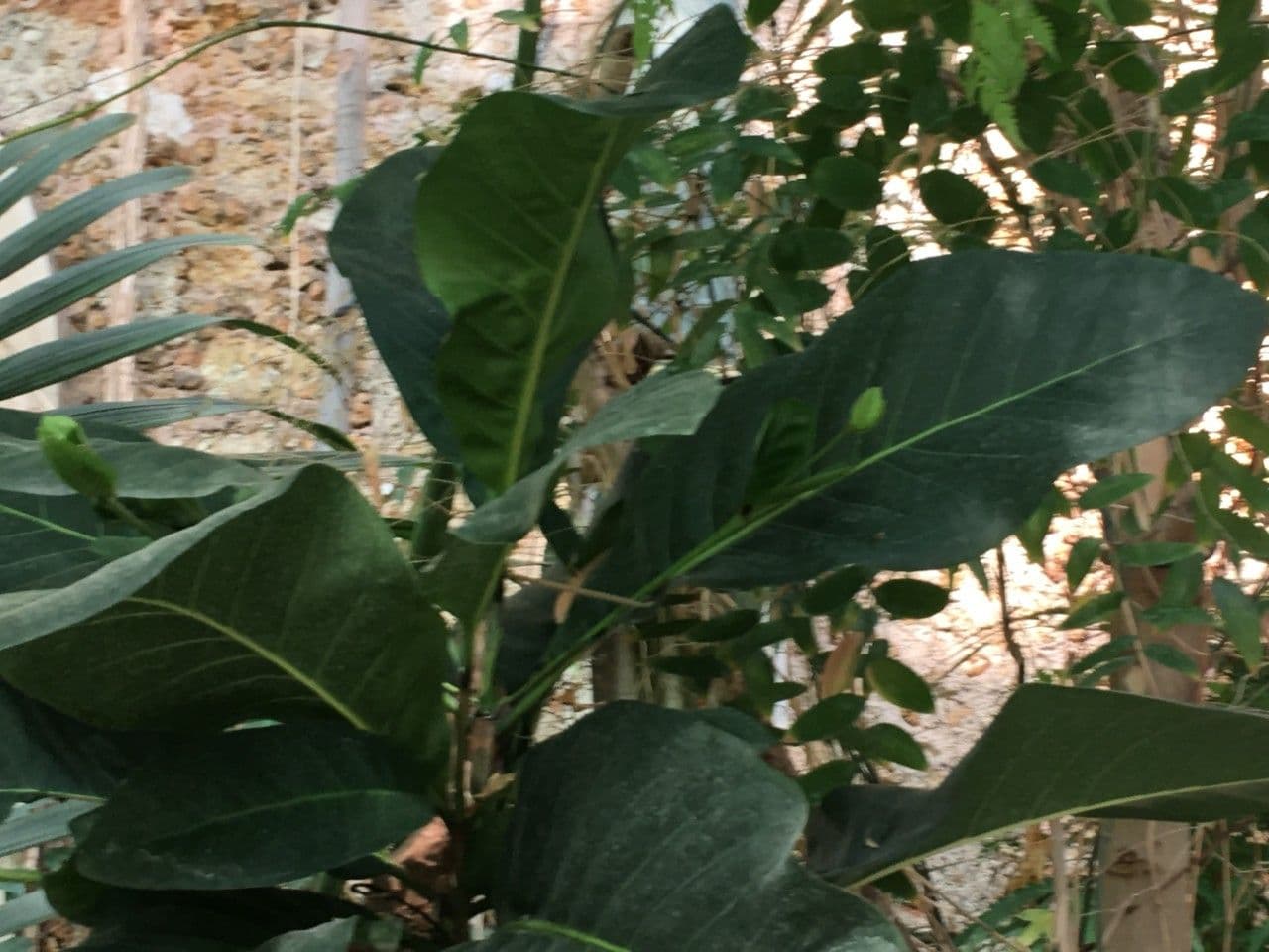 Atractocarpus 3