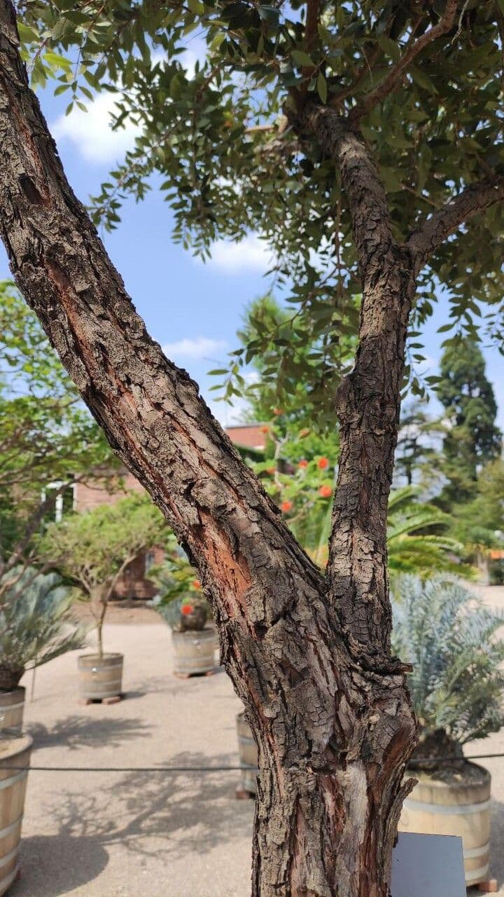 Metrosideros robusta 13