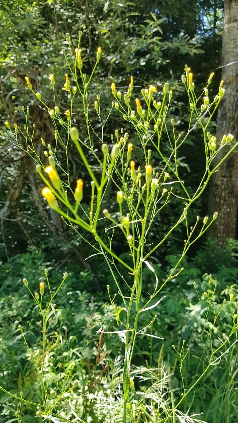 Schöne Gänsedistel 6