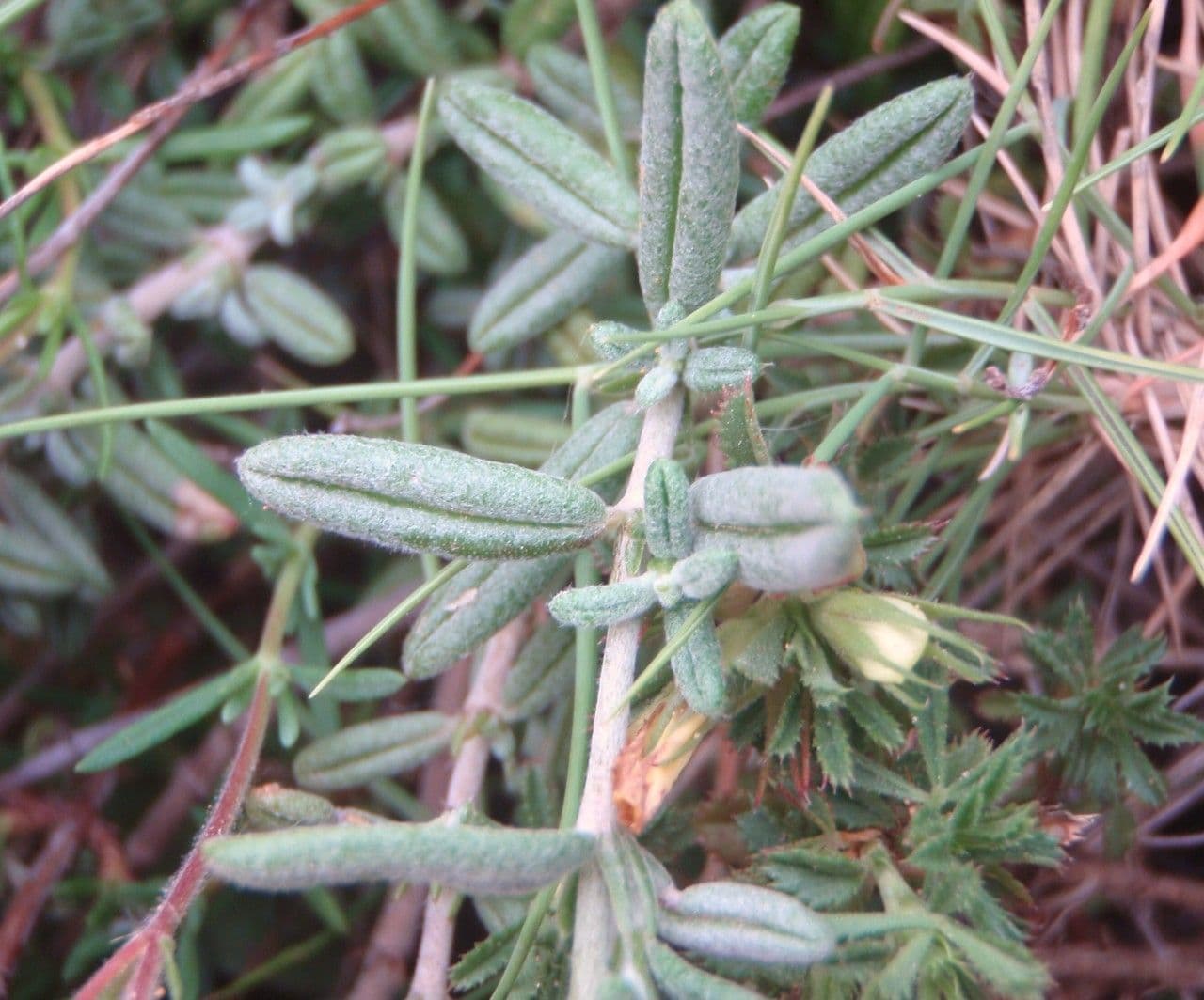 Eliantemo violaceo 24