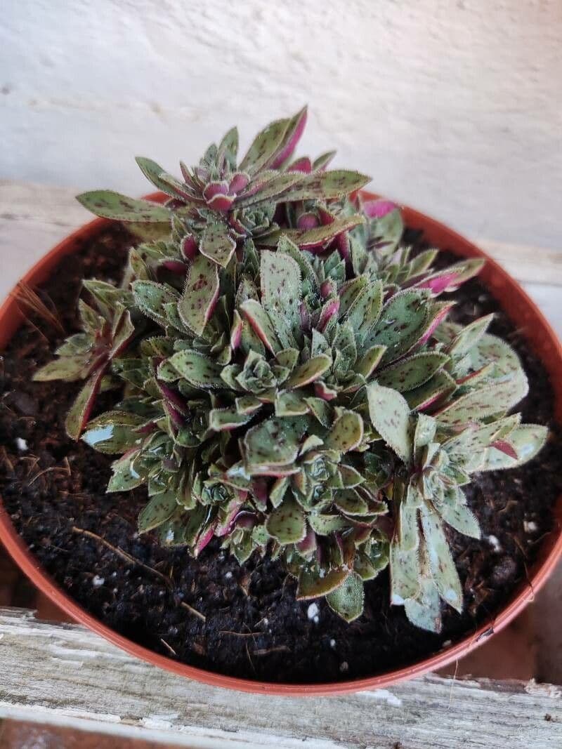 Aeonium