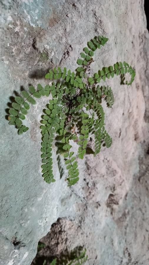 Erba rugginina 29