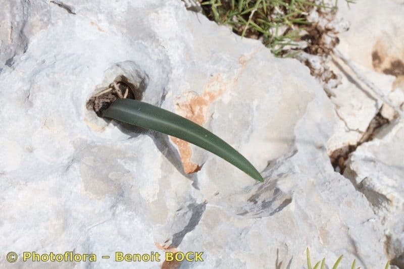 Lapiedra martinezii 20