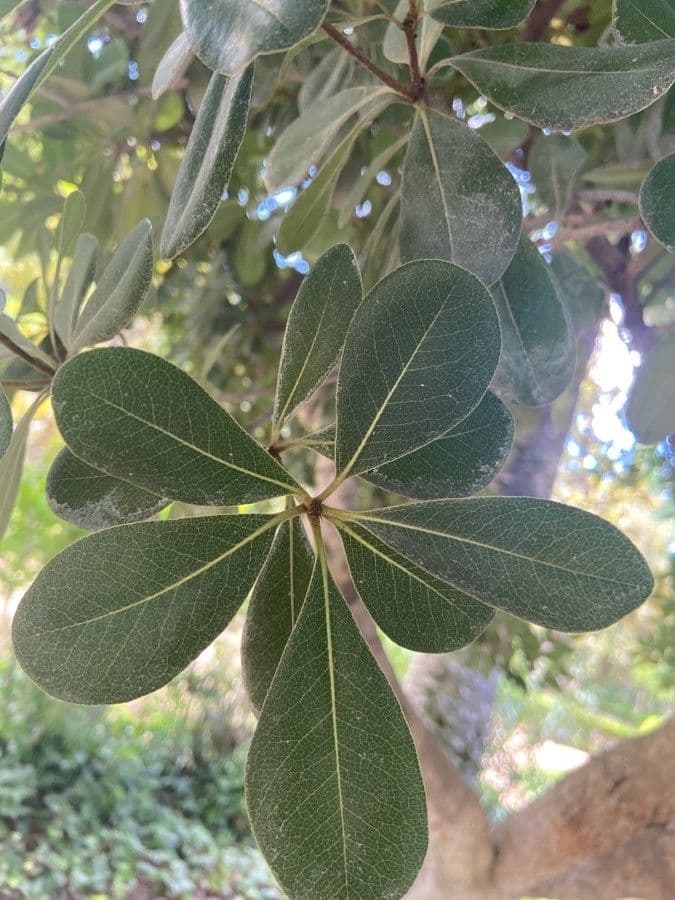 Manilkara 14