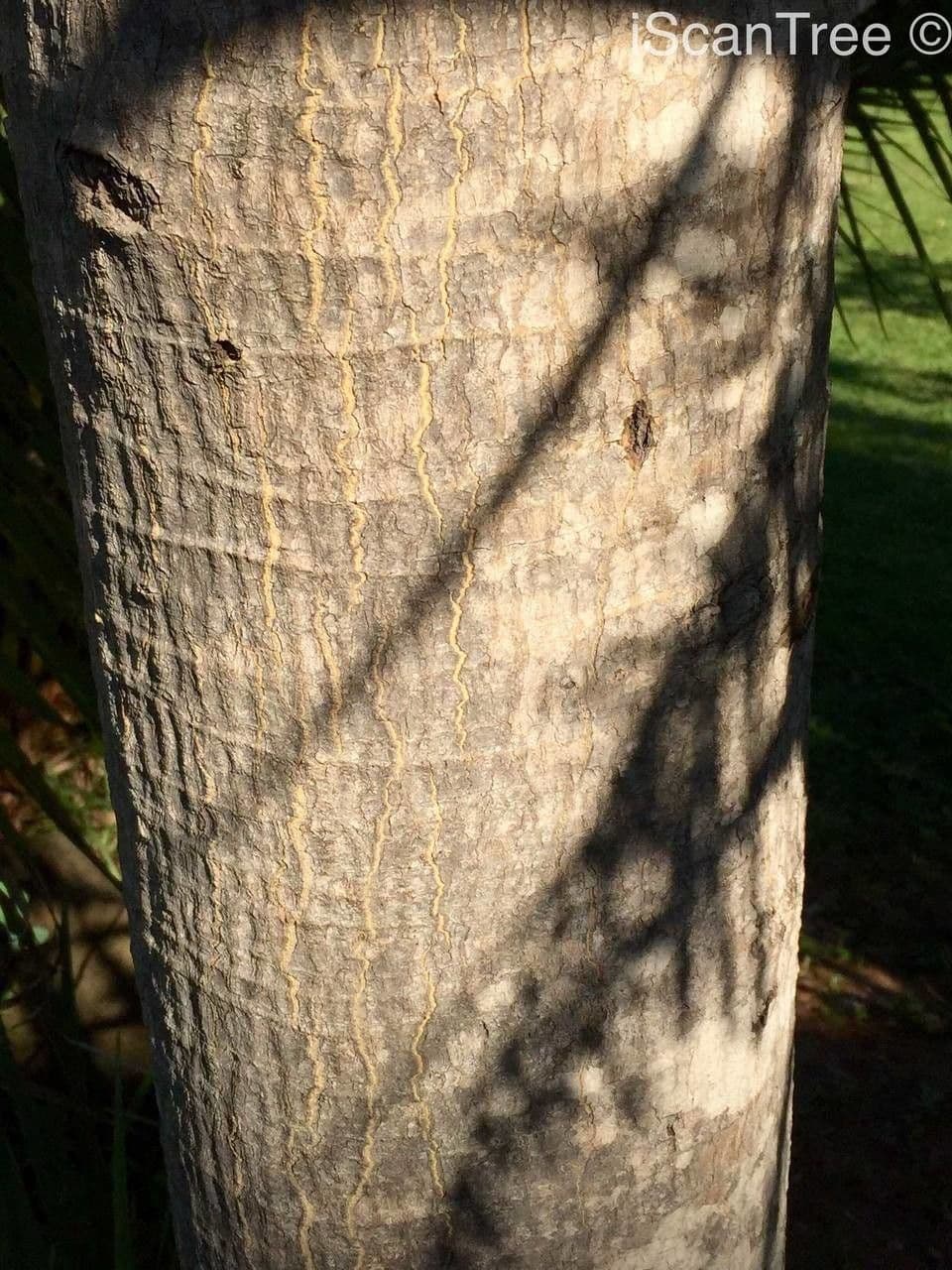 Forest big-leaf 16