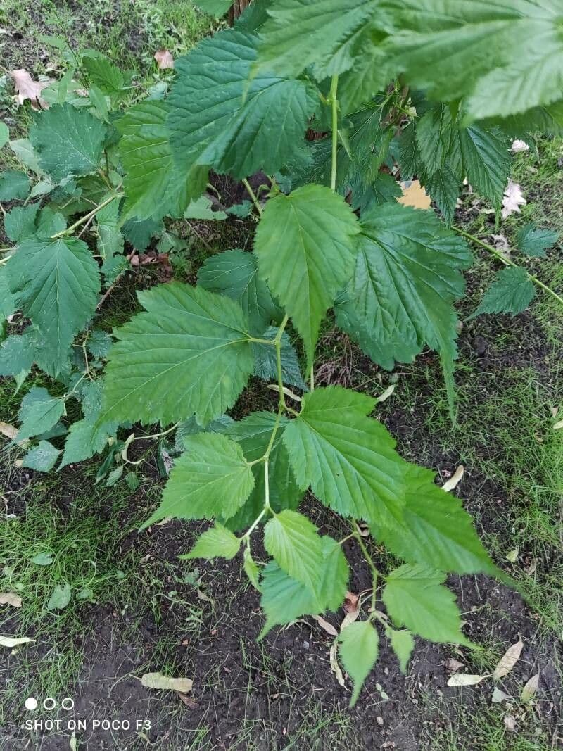 Neillia 6