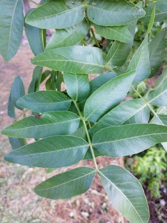Pistacia 20